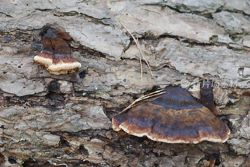 木菌(Ischnoderma benzoicum)